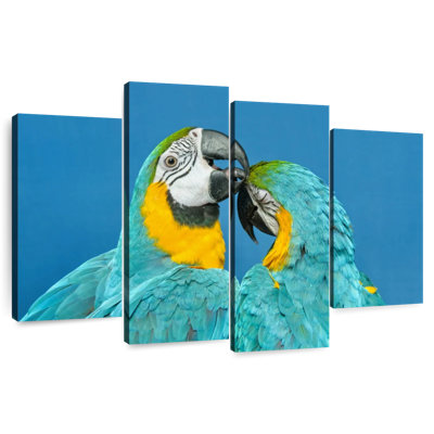 Brampt Macaw Love