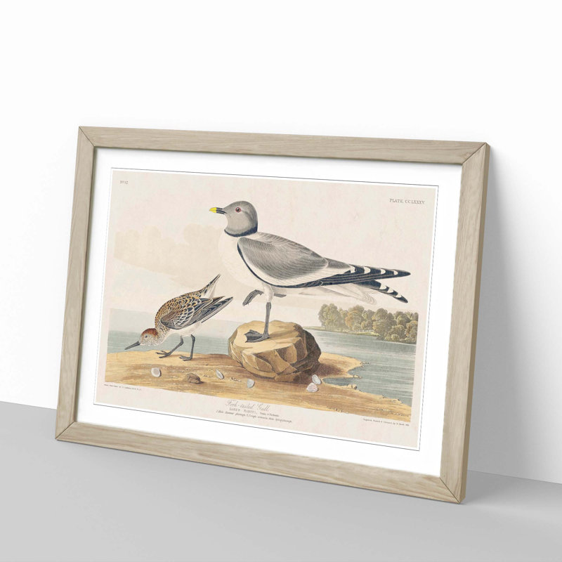 Fork-Tailed Gull by John Audubon - Picture Frame Painting Print, 27cm H x 36cm W x 2cm D, Oak Framed