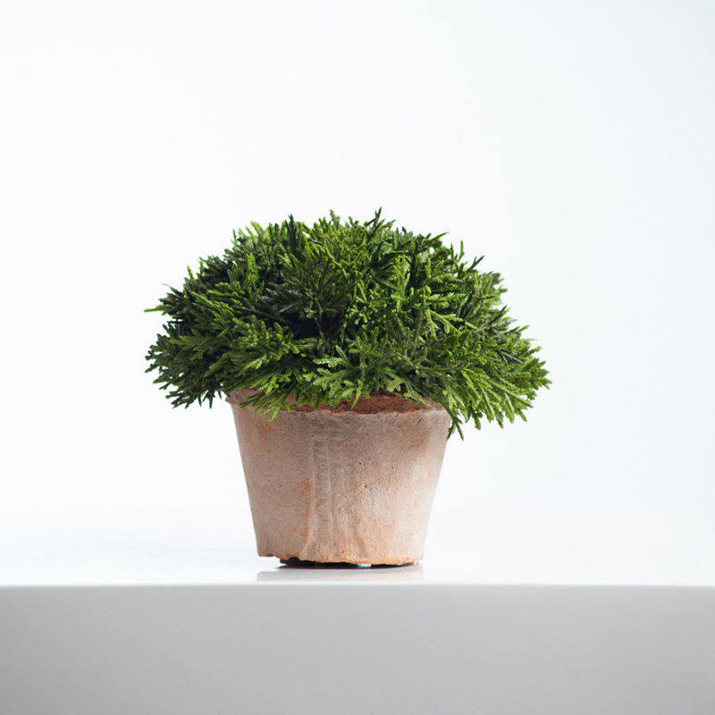6'' Faux Cypress Topiary in Terracotta Pot