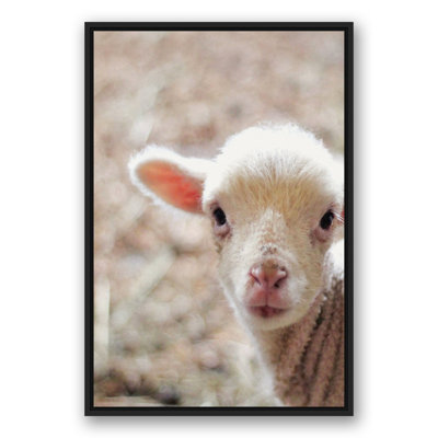 " Baby Lamb "