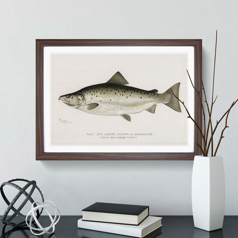 Male Land Locked Salmon by Sherman F. Denton - Framed Print, 36cm H x 48cm W x 2cm D, Walnut Framed