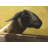 Young Ram Print On Canvas