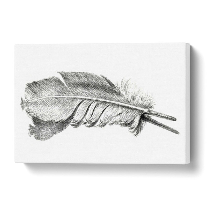 Feather - Wrapped Canvas Print, 40 cm H x 60 cm W
