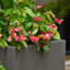Argentine Trough Planter-94137287