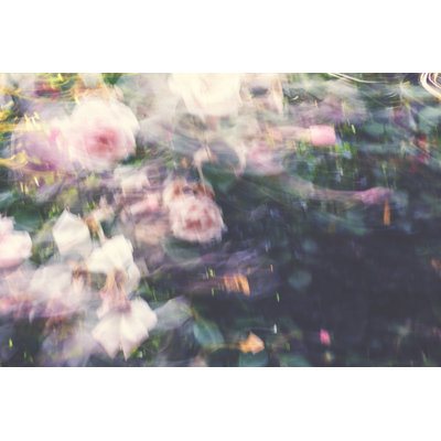 Garden Rose With Motion Blur by Rike_ - Wrapped Canvas Print