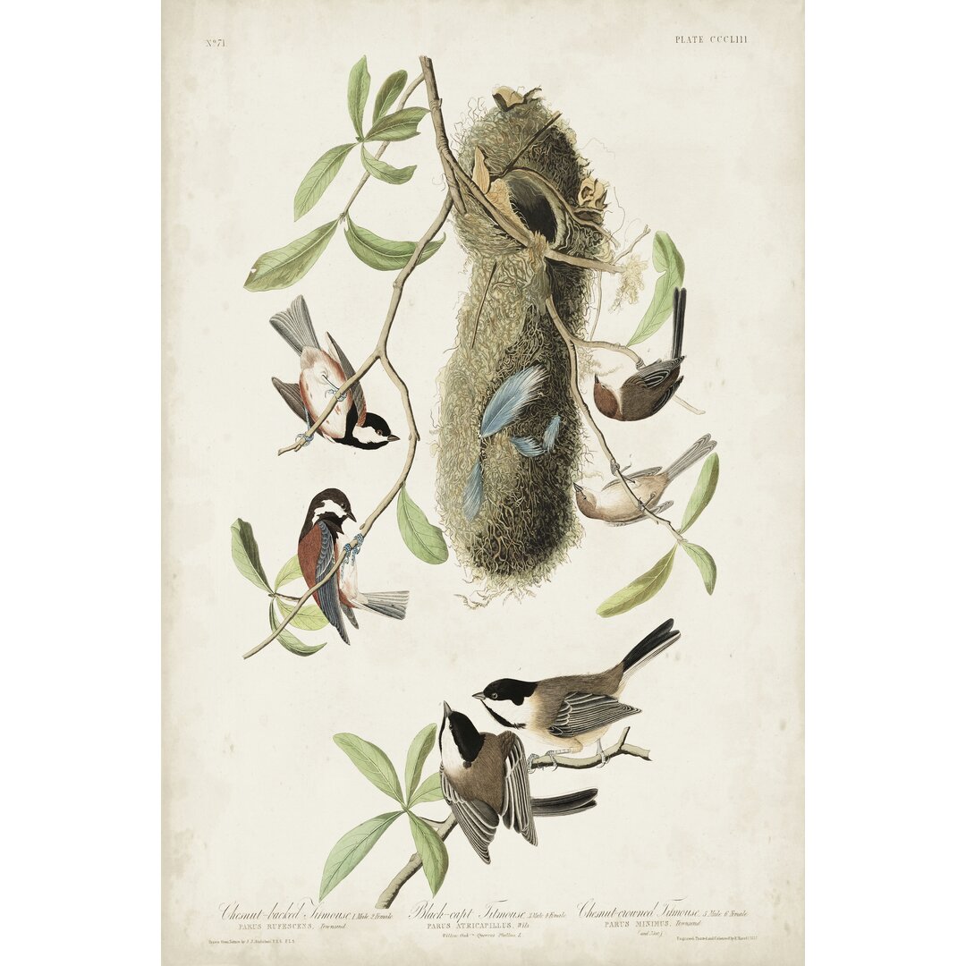 Leinwandbild Black-Capt Titmouse von John Audubon