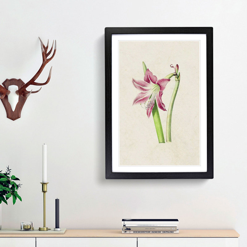 Pink Amaryllis Flower Illustration - Framed Print, 36cm H x 27cm W x 2cm D, Black Framed