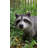 Raccoon Sitting Statue