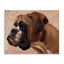 «Boxer Dog Neutral Portrait» par Thomas Fluharty-1190979005