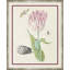 Flower, Seashell And Insect III Giclee Print