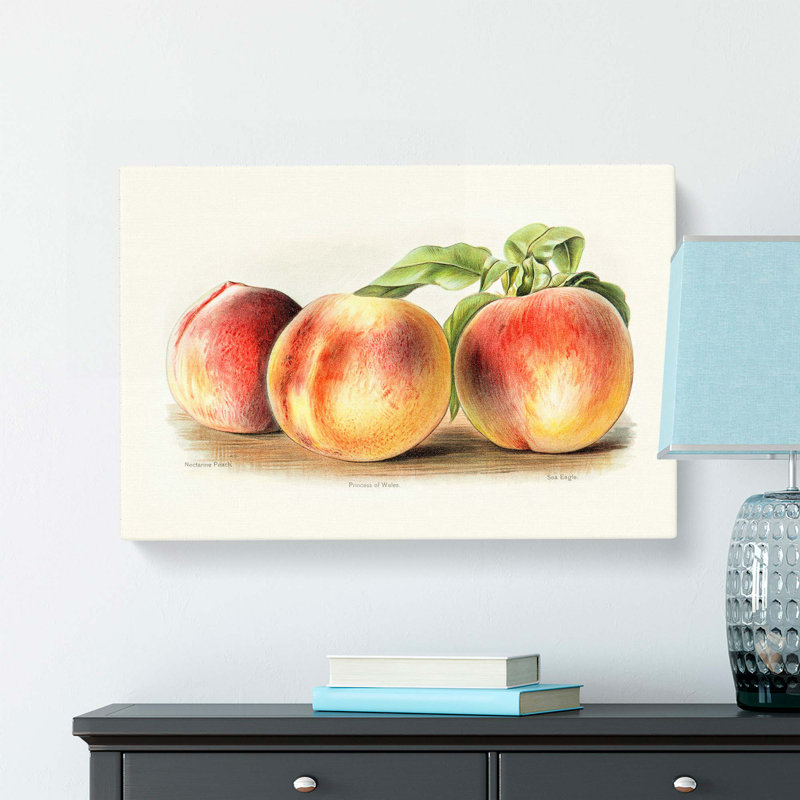 Vintage Illustration of Peaches - Wrapped Canvas, 50cm H x 76cm W x 3cm D