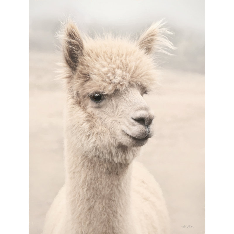 «Cochituate Soft Alpaca 1 on Canvas» par Lori Deiter, reproduction, H 18 po x l 12 po