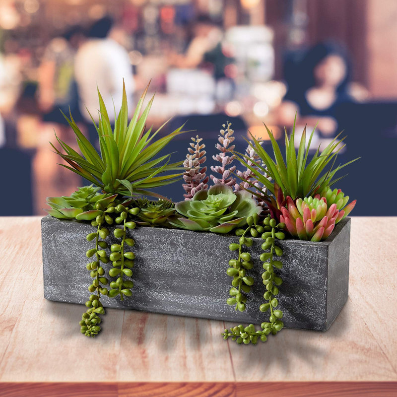 Plante grasse en pot