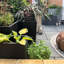 Plant Pot-795294482-788838801