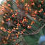 Couronne Harvest