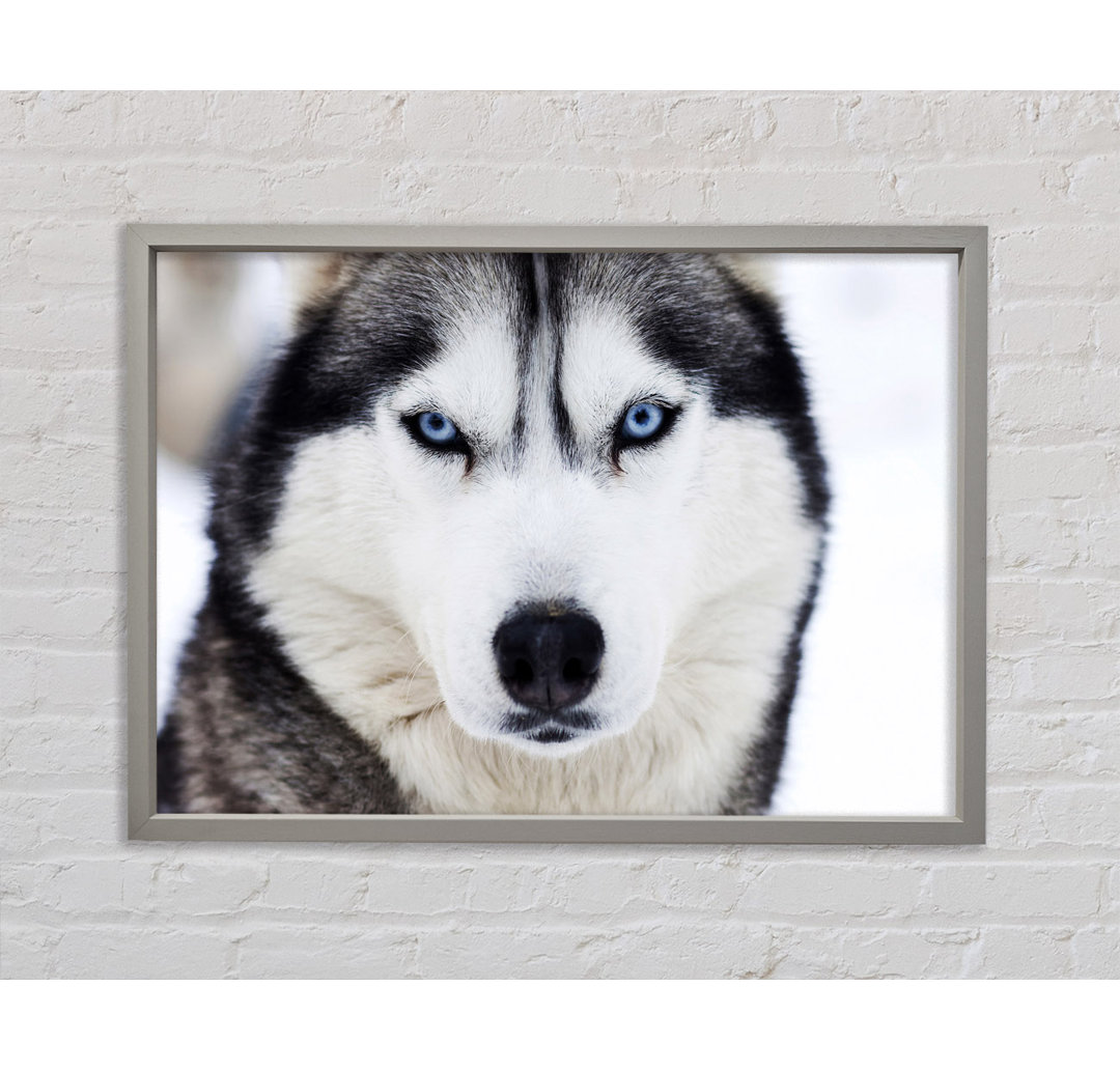 Husky Hund Schnee Gesicht Gerahmter Druck