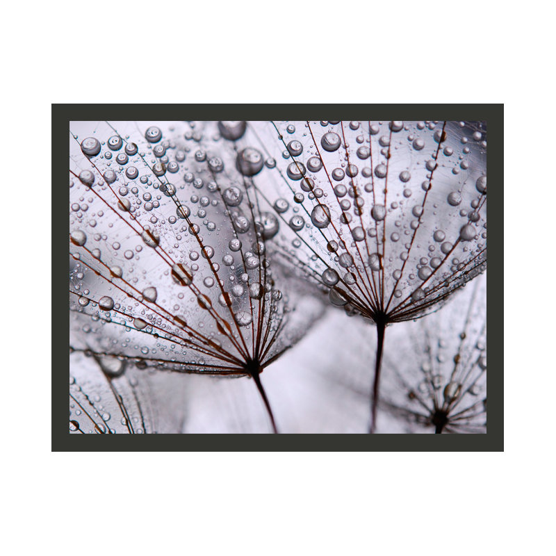 Dandelion Dew 309cm x 400cm Wallpaper, 200 cm x 154 cm