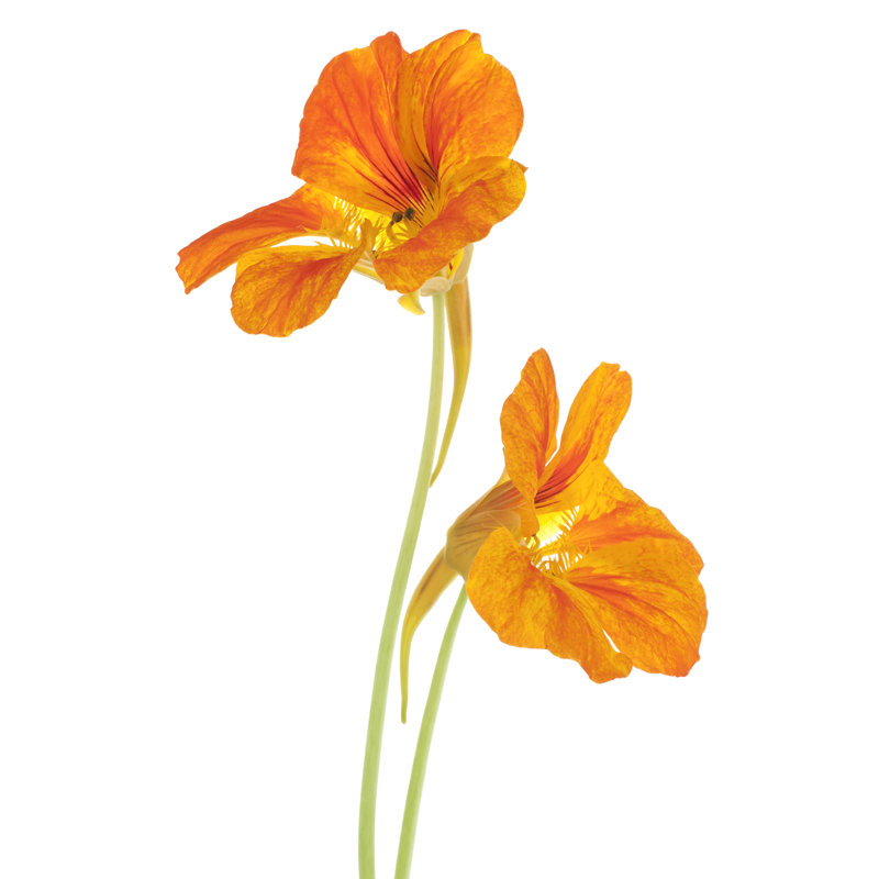 Wauhillau Nasturtium par _Vilor, H 18 po x l 12 po