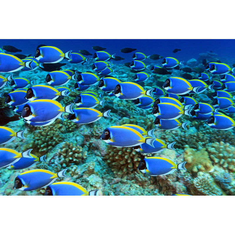Shoal Of Powder Blue Tang Surgeonfish - Wrapped Canvas Print, 30cm H x 46cm W x 3.8cm D