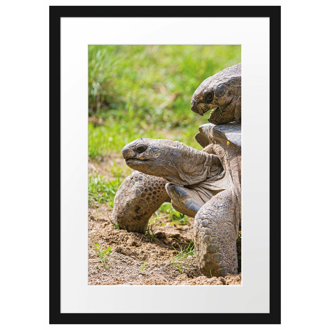 Gerahmtes Poster Liebevolles Schildkrötenpaar