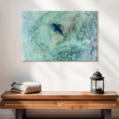 Crowle Sea Of Cortez Bull Shark