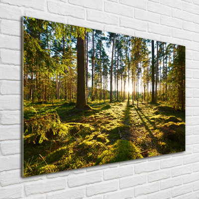 A Pine Forest - No Frame Print on Glass