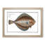 Plaice Fish by M.E. Bloch - Picture Frame Painting Print-55601297-55601298