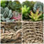 Plante artificielle succulente d'intérieur en pot de rotin