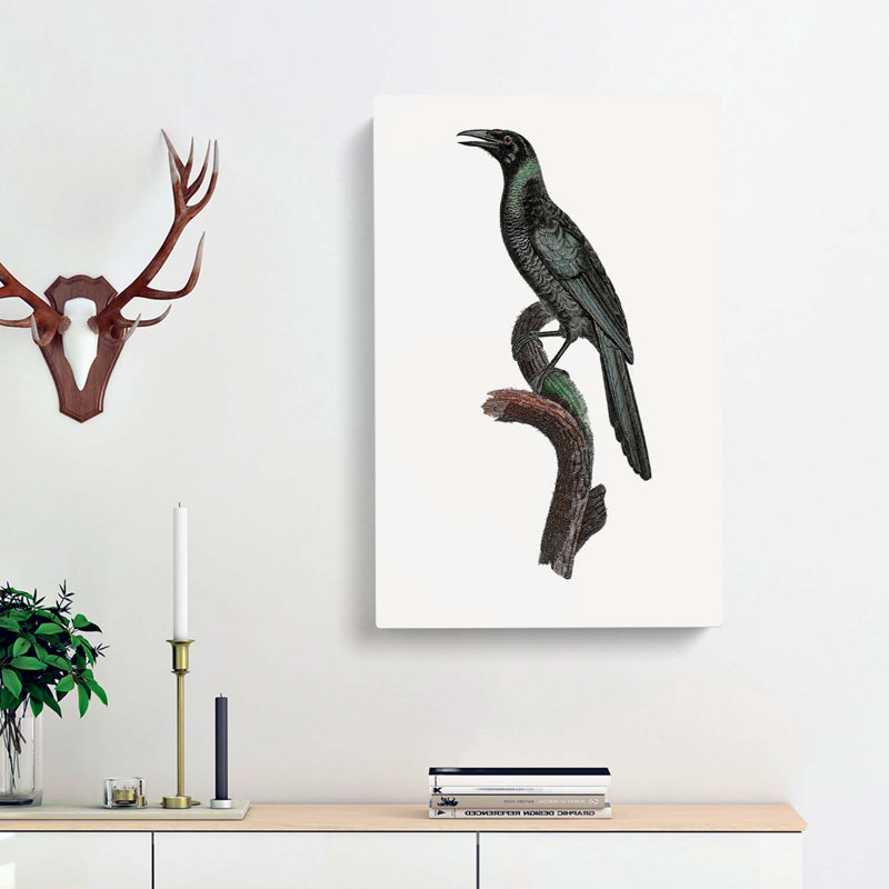 Manucode Bird Of Paradise by Jacques Barraband - Wrapped Canvas, 60cm H x 40cm W x 3cm D