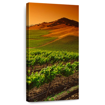 Carneros Vineyard Twilight
