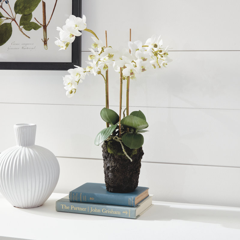 Conservatory Phalaenopsis Drop-in, White