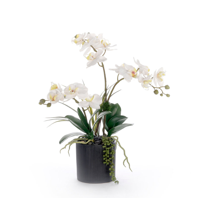 Arrangement de fleurs d'orchidées blanches en pot noir