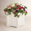 Geranium Geranium