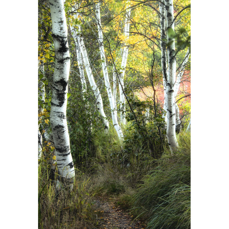 Birch Path III, H 48 po x l 32 po x P 1,25 po