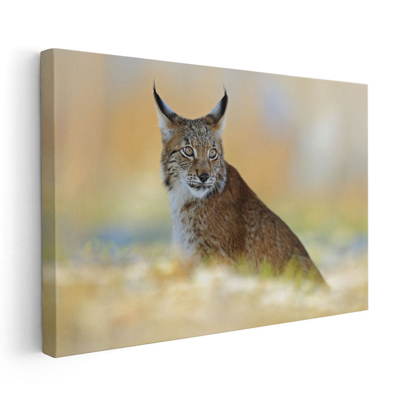 «Eurasian Lynx, Wild Cat in Meadow With Rime», reproduction d'art sur toile, H 40 po x l 60 po