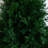 Faux Cedar Plant in Ground Stake-696145249