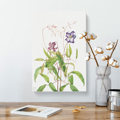 Curly Clematis by Mary Vaux Walcott - Wrapped Canvas Painting