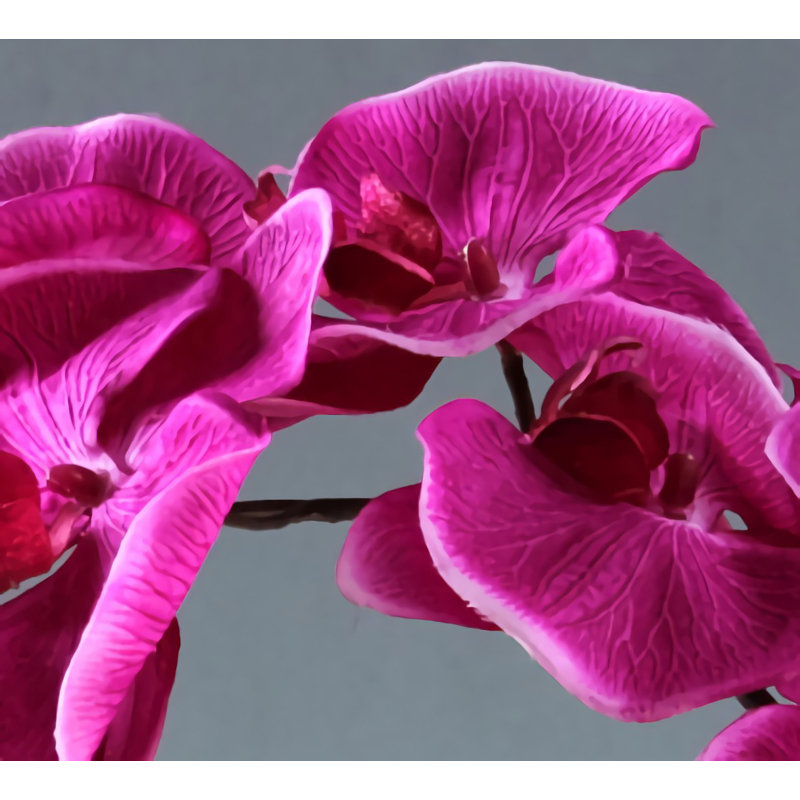 Orchidée papillon