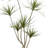 Dracaena Drop-in Plant