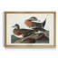 American Widgeon - reproduction d'art sur toile encadrée-547122962-547122956