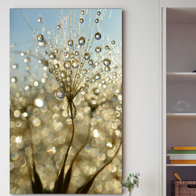 " Dewy Dandelion Flower Close Up Full "