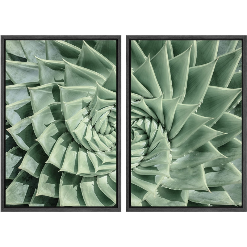 Vert pastel spirale diamant Succulent Nature Photographie Photographie Gros plan rustique, Noir, H 24 po x l 16 po