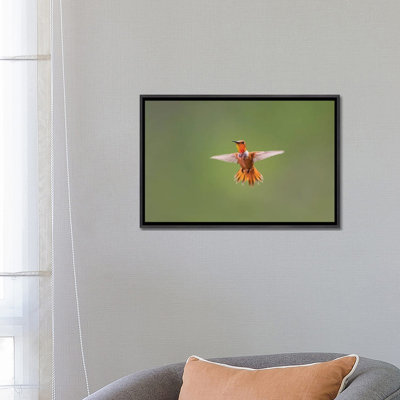 " Rufous Hummingbird " by Larry Ditto