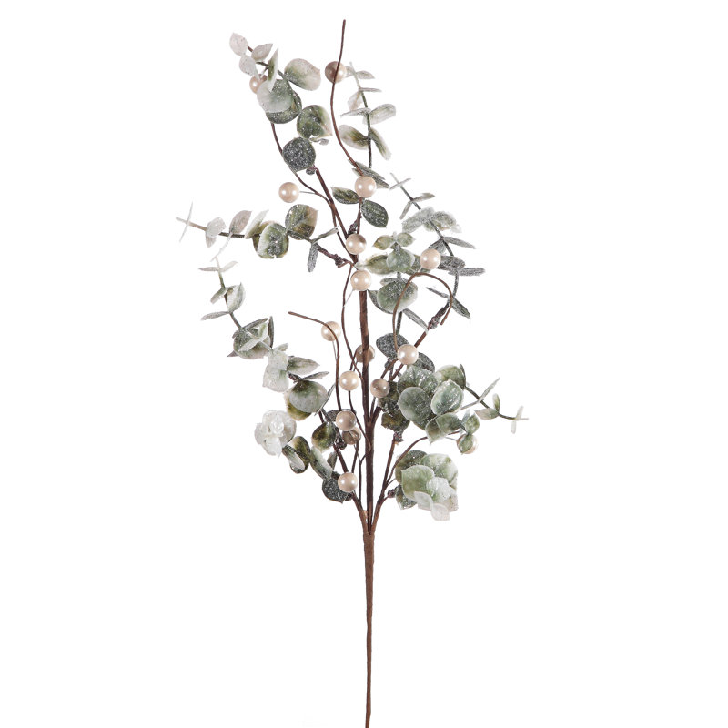 Cueillette de baies d'eucalyptus