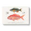 Fish Illustrations by Charles D Orbigny - Wrapped Canvas-55364163