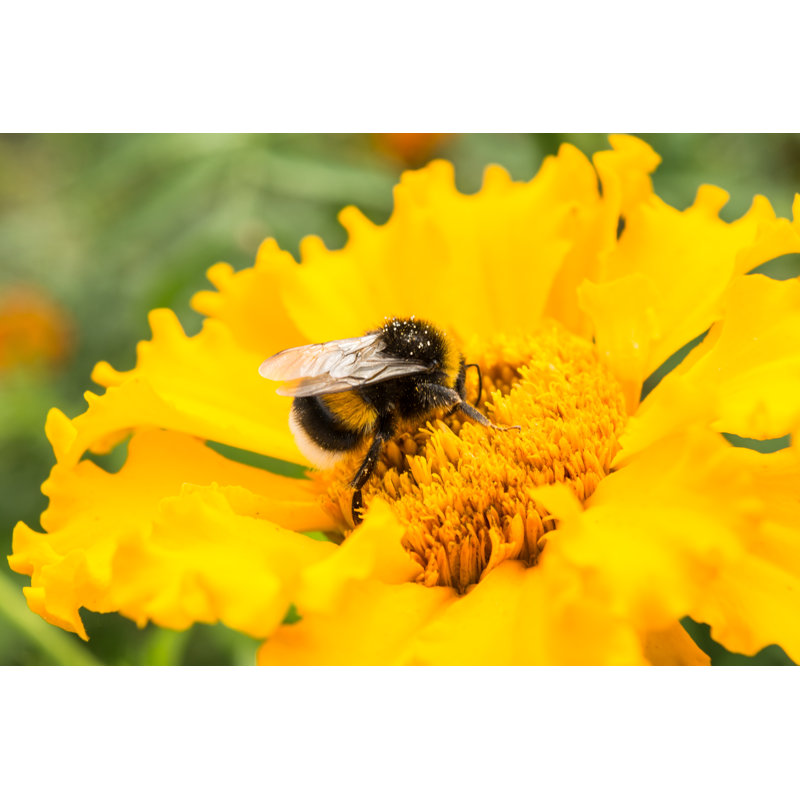 Hateya Bumblebee - Wrapped Canvas Print, 30 cm H x 46 cm W x 3.8 cm D