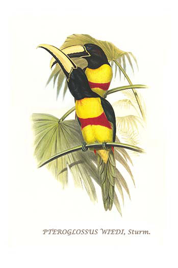« wied aracari-black cou » par john gould, impression