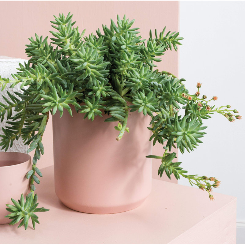 Pot à fleurs en céramique Parsons, H 9 po x l 8,5 po x P 8,5 po, Rose