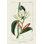 " Turpin Tropical Botanicals IX " by Turpin