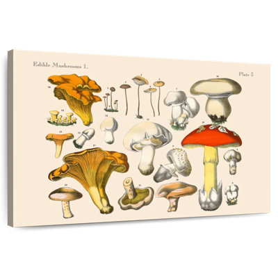 Yarlin Vintage Mushrooms